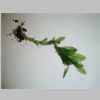 Plant 04er 04.jpg